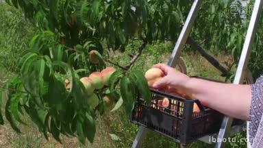 果园里，一个女人用手从树上摘桃子